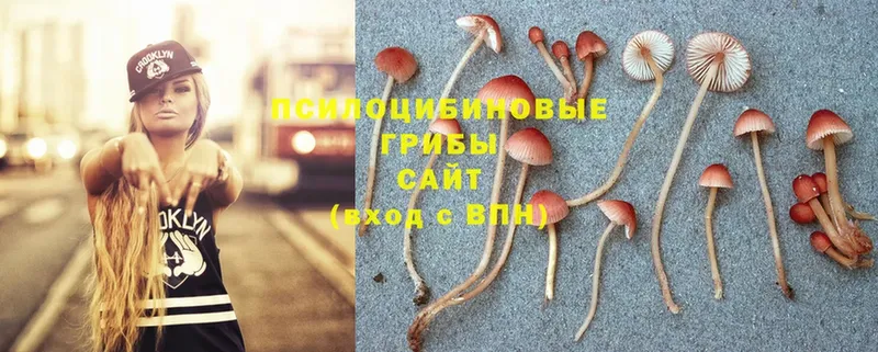 купить закладку  это какой сайт  Галлюциногенные грибы Magic Shrooms  Гремячинск 